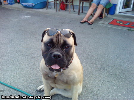 Bullmastiff Cindy