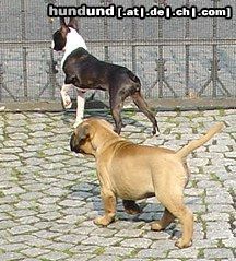 Bullmastiff ....wir sehen alles!!!