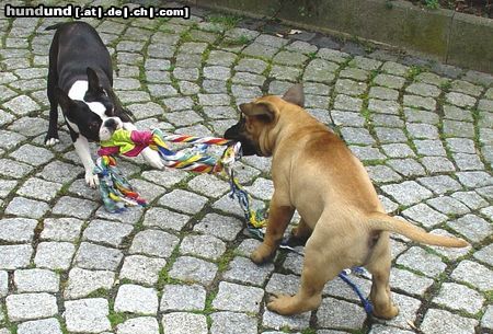 Bullmastiff Hunde Foto 20581 in höherer Auflösung ansehen Bullmastiff ...warte noch einige Wochen....