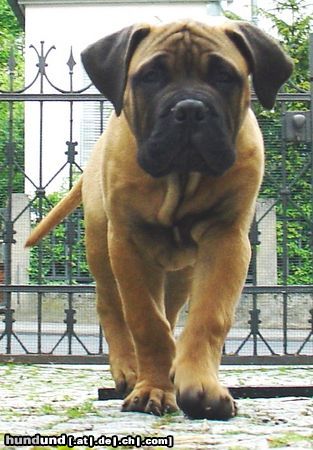 Bullmastiff Hunde Foto 21669 in höherer Auflösung ansehen Bullmastiff Bullmastiff 13 Wochen alt