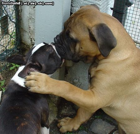 Bullmastiff Hunde Foto 21670 in höherer Auflösung ansehen Bullmastiff Bullmastiff 13 Wochen alt, Boston Terrier 1 Jahr alt