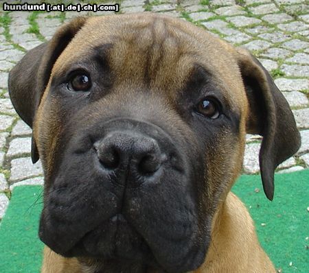 Bullmastiff Hunde Foto 21668 in höherer Auflösung ansehen Bullmastiff Bullmastiff 13 Wochen alt