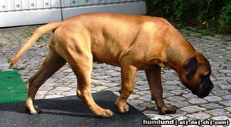 Bullmastiff Hunde Foto 22413 in höherer Auflösung ansehen Bullmastiff Bullmastiff 15 Wochen alt