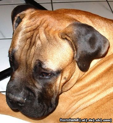 Bullmastiff Hunde Foto 23905 Bullmastiff Bullmastiff 24 Wochen alt