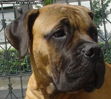 Bullmastiff Hunde Foto 23999 in höherer Auflösung ansehen Bullmastiff Bullmastiff 24 1/2 Wochen alt
