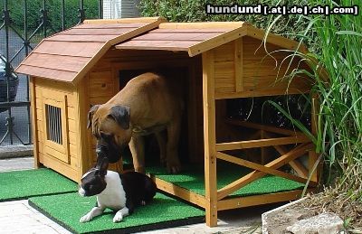 Bullmastiff Hunde Foto 24201 Bullmastiff Bullmastiff 5 1/2 (Monate alt) und Boston Terrier (15 Monate alt)