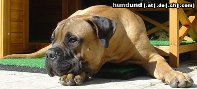 Bullmastiff Hunde Foto 24200 Bullmastiff Bullmastiff 5 1/2 Monate alt