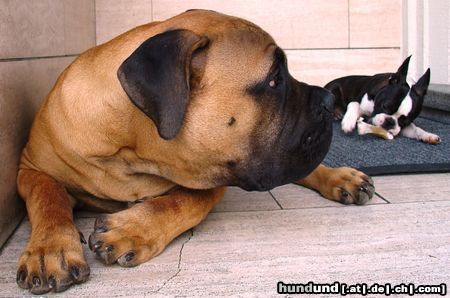 Bullmastiff Hunde Foto 24557 in höherer Auflösung ansehen Bullmastiff Bullmastiff 6 Monate alt