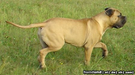 Bullmastiff Hunde Foto 25052 in höherer Auflösung ansehen Bullmastiff Bullmastiff 6 Monate alt