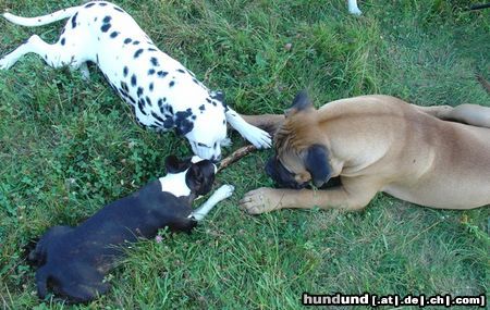 Bullmastiff Hunde Foto 25202 Bullmastiff Bullmastiff teilt brüderlich den Stock....