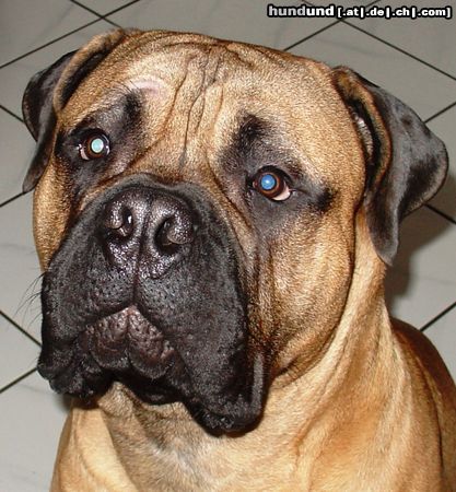 Bullmastiff Hunde Foto 26521 in höherer Auflösung ansehen Bullmastiff Bullmastiff 8 Monate alt (69 cm hoch, 59 kg)
