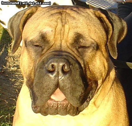 Bullmastiff Herbstsonne im Oktober genießen....