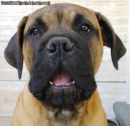 Bullmastiff Hunde Foto 21857 in höherer Auflösung ansehen Bullmastiff Bullmastiff 14 Wochen alt