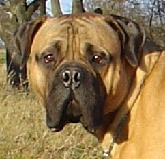 Bullmastiff Hunde Foto 27811 in höherer Auflösung ansehen Bullmastiff Bullmastiff 10 Monate alt