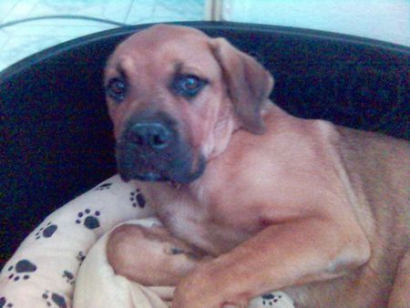 Bullmastiff Hunde Foto 35810 Bullmastiff Devil 9 monate