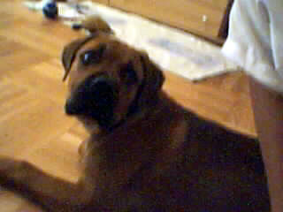 Bullmastiff Hunde Foto 33046 in höherer Auflösung ansehen Bullmastiff Devil mit vier monaten