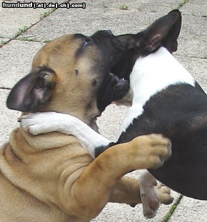 Bullmastiff Hunde Foto 20583 Bullmastiff ...dass wollte ich dir schon immer einmal sagen...