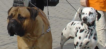 Bullmastiff Hunde Foto 31289 Bullmastiff Bullmastiff (14 Monate alt) mit seinem gleichaltrigen Freund Stanley
