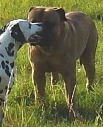 Bullmastiff Hunde Foto 34576 Bullmastiff Wir sind beide auf den TAg genau 19 Monate alt