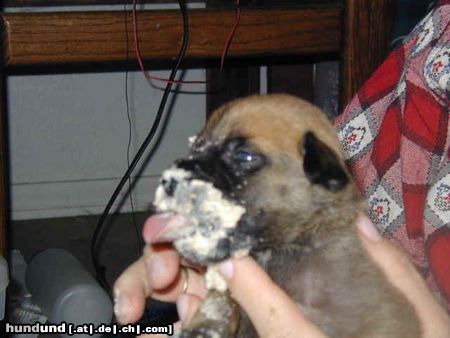 Bullmastiff Hunde Foto 4004 Bullmastiff mmmmmmmmm ist das gut