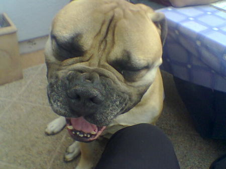 Bullmastiff Hunde Foto 42352 Bullmastiff ich bin ein kleiner süsser schmuser