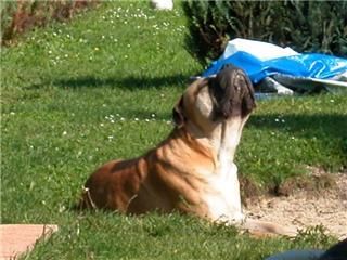 Bullmastiff Hunde Foto 42353 Bullmastiff damit ich noch brauner werde