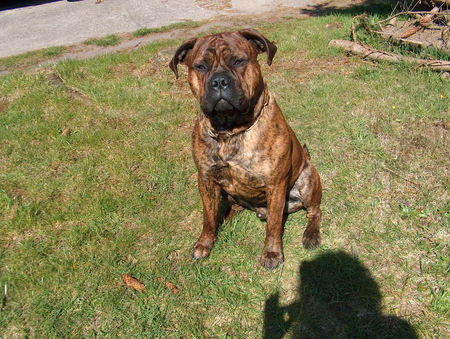 Bullmastiff Heinrich