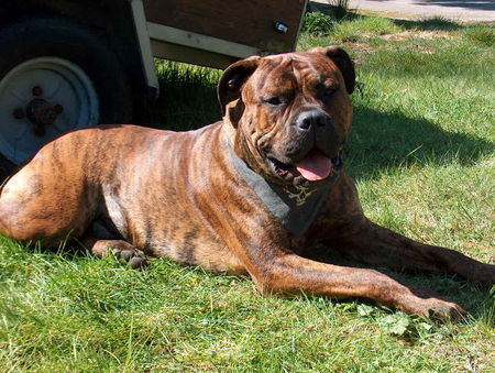 Bullmastiff Heinrich