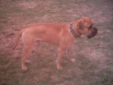 Bullmastiff Hunde Foto 31029 in höherer Auflösung ansehen Bullmastiff Nigger Madbull Farm -
