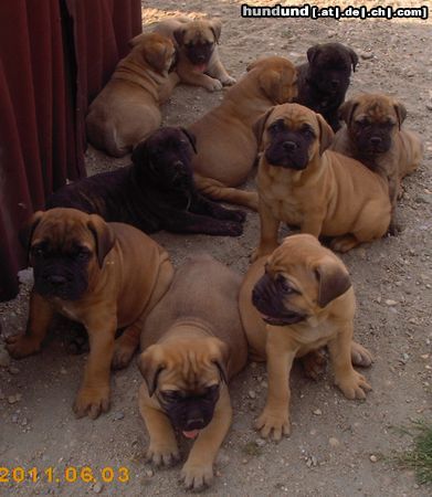 Bullmastiff Neue Rasselbande