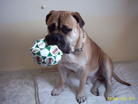 Bullmastiff Hunde Foto 42356 in höherer Auflösung ansehen Bullmastiff fussball spielen ist meine leidenschaft