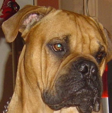 Bullmastiff Hunde Foto 31786 Bullmastiff ich bin schon groß