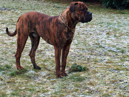 Bullmastiff Hunde Foto 40824 in höherer Auflösung ansehen Bullmastiff Heinrich am Neujahrsmorgen