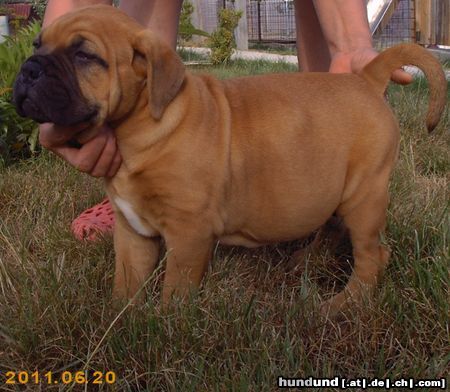 Bullmastiff Neue Rasselbande