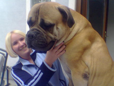 Bullmastiff Hunde Foto 42354 in höherer Auflösung ansehen Bullmastiff mein kleiner racker