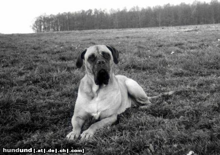 Bullmastiff Hunde Foto 11987 Bullmastiff Unsere Süße!