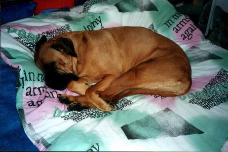 Bullmastiff Hunde Foto 2634 Bullmastiff Schlafmütze