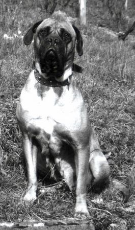 Bullmastiff Hunde Foto 2555 Bullmastiff Schönster Hund der Welt