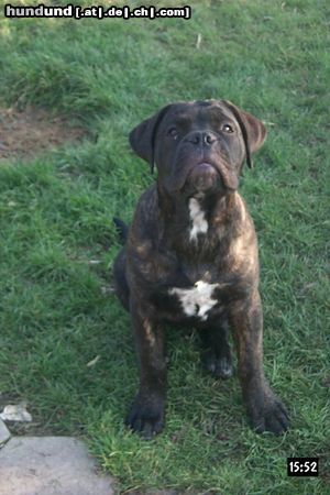 Bullmastiff Hunde Foto 14614 Bullmastiff unsere faule bande