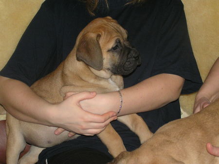 Bullmastiff Ich verkaufe Hund chen nach den Eltern:der Vater aus Englisch - Amerikani scher Blutlinie,die Mutter aus Englisch - Europäischer Blutlinie.Nur fur Anspruchswelle