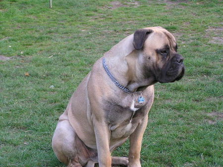 Bullmastiff Hunde Foto 37668 in höherer Auflösung ansehen Bullmastiff