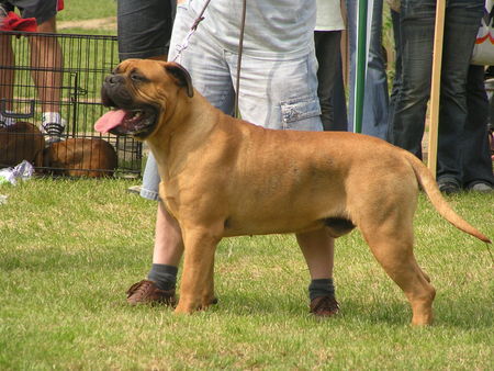 Bullmastiff Bullmastiff