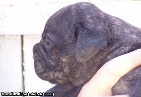 Bullmastiff Hunde Foto 13534 Bullmastiff Hot Soldier Adolf