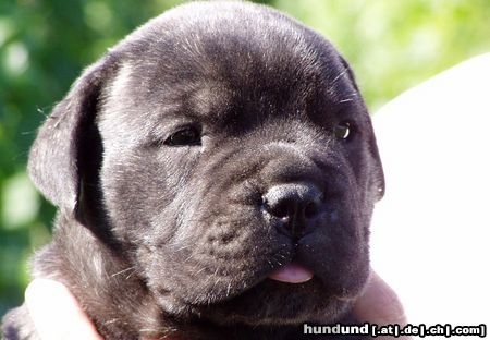 Bullmastiff Hunde Foto 13365 Bullmastiff Hot Soldier Adolf