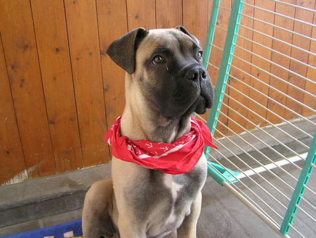 Bullmastiff Hunde Foto 34071 in höherer Auflösung ansehen Bullmastiff Arthus ist schick für den Spaziergang (15.Woche)