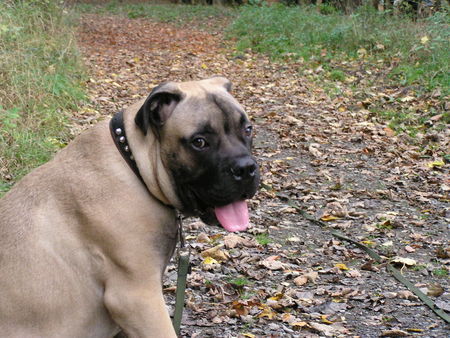 Bullmastiff Hunde Foto 35425 in höherer Auflösung ansehen Bullmastiff Arthus im Wald