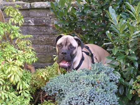 Bullmastiff Hunde Foto 35424 in höherer Auflösung ansehen Bullmastiff Arthus beim Verstecken