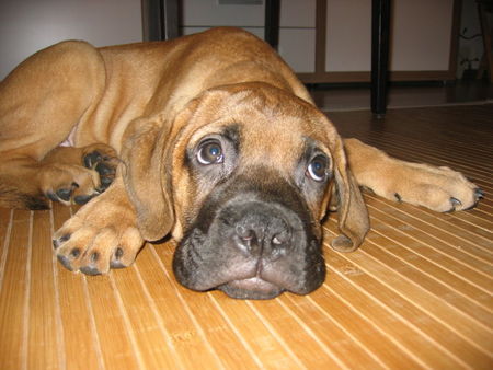Bullmastiff Hunde Foto 40805 in höherer Auflösung ansehen Bullmastiff