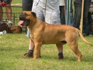 Bullmastiff Ich verkaufe Hund chen nach den Eltern:der Vater aus Englisch - Amerikani scher Blutlinie,die Mutter aus Englisch - Europäischer Blutlinie.Nur fur Anspruchswelle