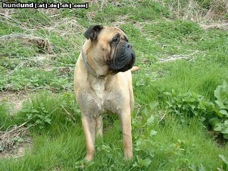 Bullmastiff Hunde Foto 3595 Bullmastiff Keoma